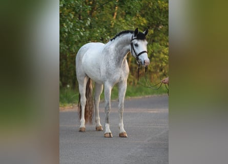 New Forest Pony, Wallach, 5 Jahre, 147 cm, Schimmel