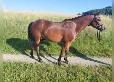 New Forest Pony, Wallach, 5 Jahre, 148 cm, Brauner