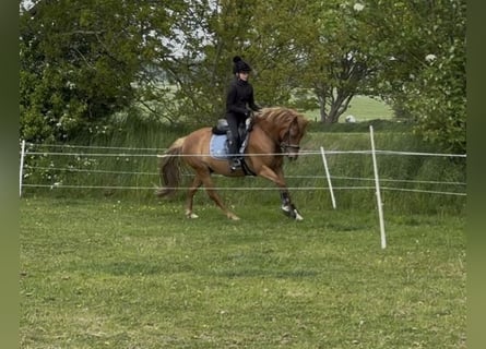 New Forest Pony, Wallach, 7 Jahre, 138 cm, Fuchs