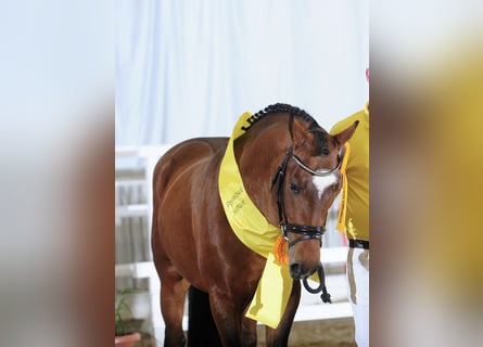 New Forest Pony, Wallach, 7 Jahre, 148 cm, Brauner