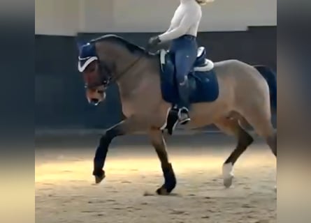 New Forest Pony, Wallach, 8 Jahre, 147 cm, Brauner