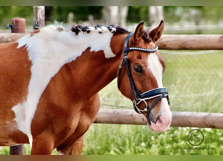 New Forest Pony, Wallach, 9 Jahre, 136 cm, Schecke