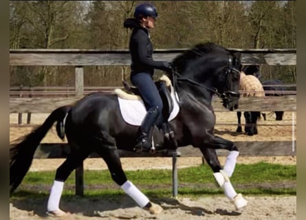 New Forest Pony, Wallach, 9 Jahre, 145 cm, Rappe