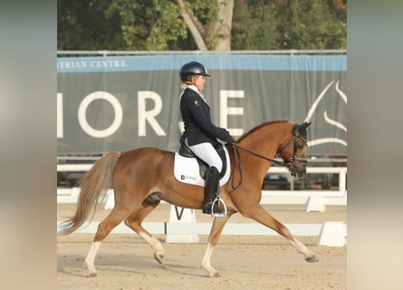 New Forest, Stallone, 15 Anni, 134 cm