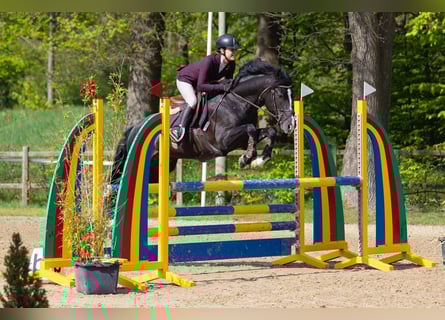 New Forest, Stallone, 8 Anni, 146 cm, Morello