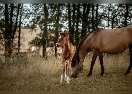 New Forest Pony, Stute, 1 Jahr, Brauner