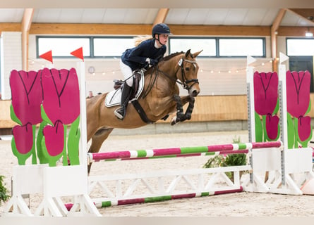 New Forest Pony, Stute, 8 Jahre, 142 cm, Brauner