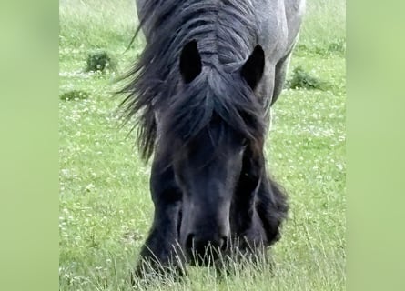 Niederländisches Kaltblut, Wallach, 3 Jahre, 158 cm, Rappschimmel