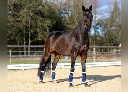 Niemiecki koń sportowy, Klacz, 10 lat, 165 cm, Ciemnogniada