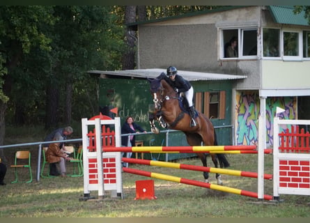 Niemiecki koń sportowy, Klacz, 10 lat, 166 cm, Gniada