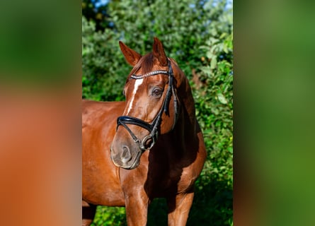 Niemiecki koń sportowy, Klacz, 10 lat, 172 cm, Ciemnokasztanowata