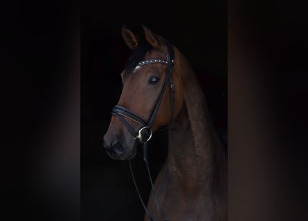 Niemiecki koń sportowy, Klacz, 11 lat, 168 cm, Ciemnogniada