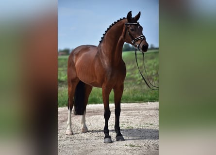 Niemiecki koń sportowy, Klacz, 11 lat, 168 cm, Gniada
