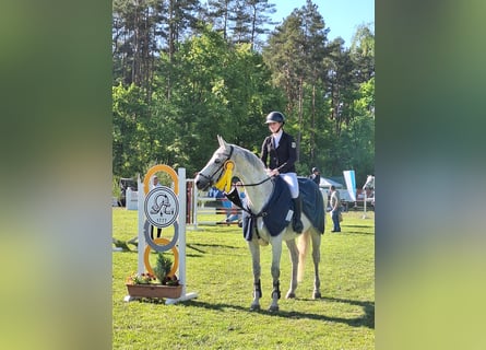 Niemiecki koń sportowy, Klacz, 11 lat, 170 cm, Siwa w hreczce