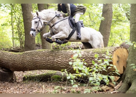 Niemiecki koń sportowy, Klacz, 12 lat, 161 cm, Siwa w hreczce