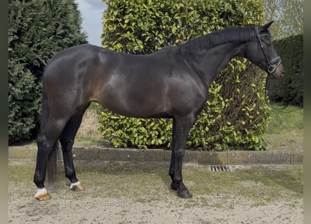 Niemiecki koń sportowy, Klacz, 12 lat, 168 cm, Ciemnogniada