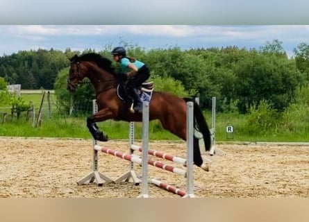 Niemiecki koń sportowy, Klacz, 13 lat, 164 cm, Gniada