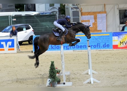 Niemiecki koń sportowy, Klacz, 13 lat, 168 cm, Gniada