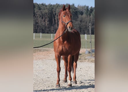 Niemiecki koń sportowy, Klacz, 13 lat, 168 cm, Kasztanowata