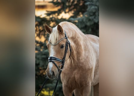 Niemiecki koń sportowy, Klacz, 13 lat, Izabelowata