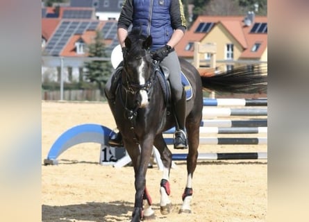 Niemiecki koń sportowy, Klacz, 14 lat, 166 cm, Kara