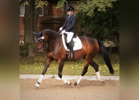 Niemiecki koń sportowy, Klacz, 14 lat, 171 cm, Gniada