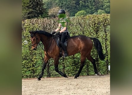 Niemiecki koń sportowy, Klacz, 15 lat, 165 cm, Gniada