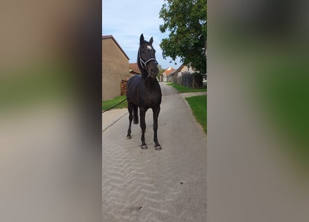 Niemiecki koń sportowy, Klacz, 15 lat, 171 cm, Ciemnogniada