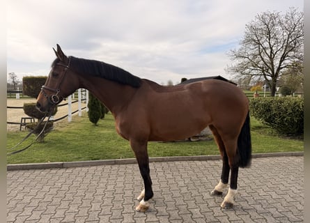 Niemiecki koń sportowy, Klacz, 16 lat, 168 cm, Gniada