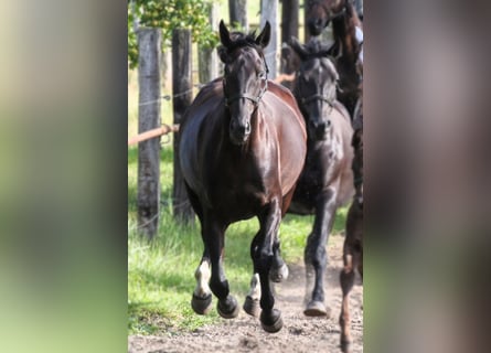 Niemiecki koń sportowy, Klacz, 17 lat, 170 cm, Ciemnogniada