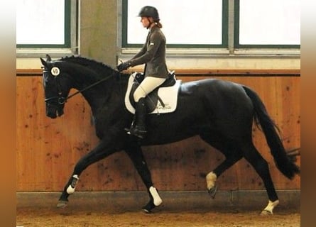 Niemiecki koń sportowy, Klacz, 17 lat, 170 cm, Ciemnogniada