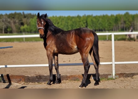 Niemiecki koń sportowy, Klacz, 1 Rok, 162 cm, Ciemnogniada