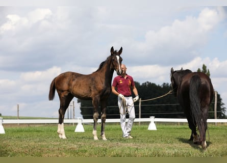 Niemiecki koń sportowy, Klacz, 1 Rok, Ciemnogniada