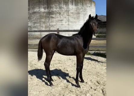 Niemiecki koń sportowy, Klacz, 1 Rok, Gniada