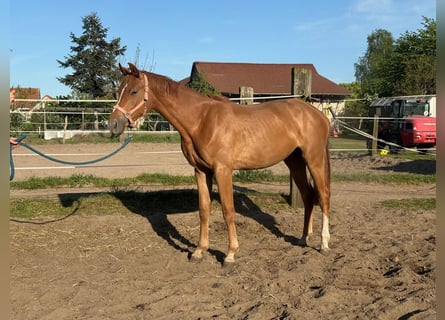 Niemiecki koń sportowy, Klacz, 2 lat, 160 cm, Kasztanowata