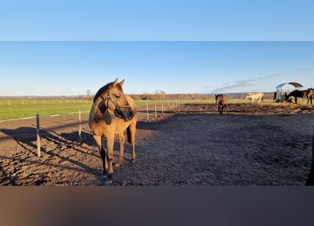 Niemiecki koń sportowy, Klacz, 2 lat, 162 cm, Bułana