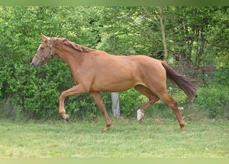 Niemiecki koń sportowy, Klacz, 2 lat, 168 cm, Kasztanowata