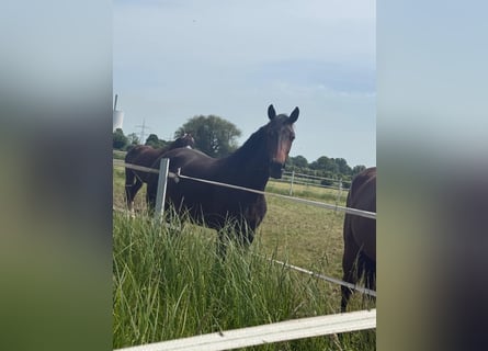 Niemiecki koń sportowy, Klacz, 2 lat, 169 cm, Gniada