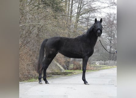 Niemiecki koń sportowy, Klacz, 3 lat, 155 cm