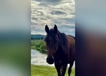 Niemiecki koń sportowy, Klacz, 3 lat, 158 cm, Gniada