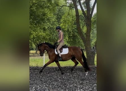 Niemiecki koń sportowy, Klacz, 3 lat, 159 cm, Gniada