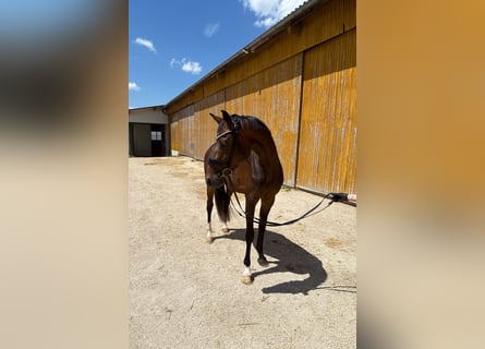 Niemiecki koń sportowy, Klacz, 3 lat, 163 cm, Skarogniada