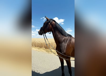 Niemiecki koń sportowy, Klacz, 3 lat, 163 cm, Skarogniada