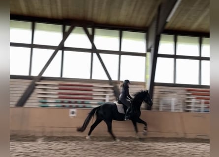 Niemiecki koń sportowy, Klacz, 3 lat, 164 cm, Kara