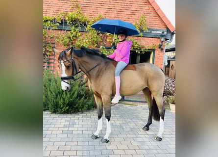 Niemiecki koń sportowy, Klacz, 3 lat, 165 cm, Gniada