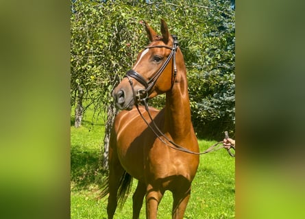 Niemiecki koń sportowy, Klacz, 3 lat, 168 cm, Ciemnokasztanowata