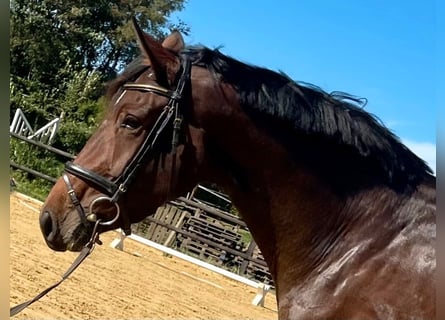 Niemiecki koń sportowy, Klacz, 3 lat, 168 cm, Gniada