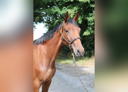 Niemiecki koń sportowy, Klacz, 3 lat, 168 cm, Gniada