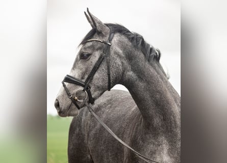 Niemiecki koń sportowy, Klacz, 3 lat, 168 cm, Siwa