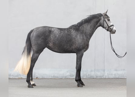 Niemiecki koń sportowy, Klacz, 3 lat, 168 cm, Siwa